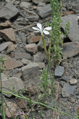 Dianthus cretaceus