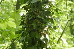 Troglodytes troglodytes