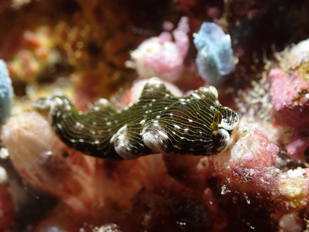 Dermatobranchus striatus
