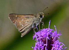 Hesperia attalus slossonae