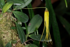 Bulbophyllum thiurum