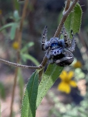 Phidippus vexans
