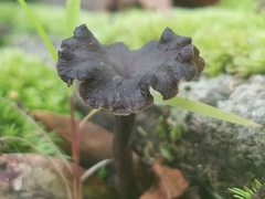 Craterellus calyculus