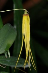 Bulbophyllum thiurum
