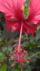 Hibiscus × archeri