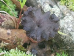Craterellus calyculus