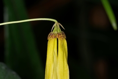 Bulbophyllum thiurum