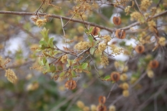 Combretum hereroense