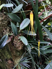 Bulbophyllum thiurum