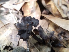 Craterellus calyculus