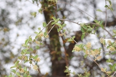 Combretum hereroense