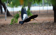 Theristicus caudatus