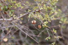 Combretum hereroense