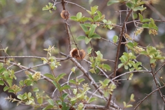 Combretum hereroense