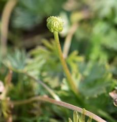 Ranunculus gmelinii