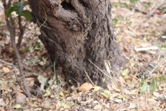 Combretum hereroense