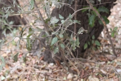 Combretum hereroense