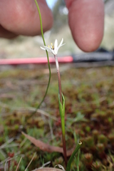 Wurmbea uniflora