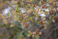 Combretum hereroense