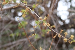 Combretum hereroense