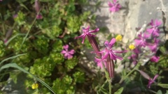 Silene pendula