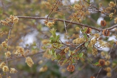 Combretum hereroense