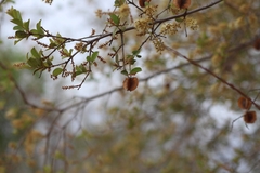 Combretum hereroense