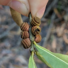 Kokkocynips difficilis