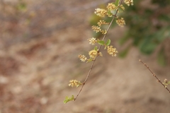 Combretum hereroense