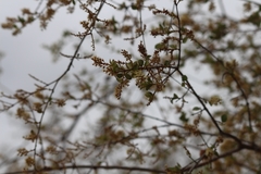 Combretum hereroense