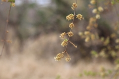 Combretum hereroense