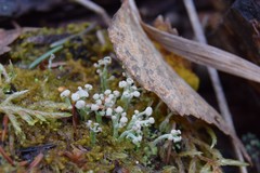 Cladonia botrytes