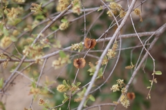 Combretum hereroense