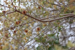 Combretum hereroense