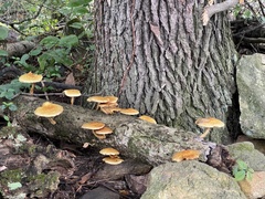 Leratiomyces squamosus