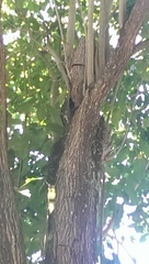 Melanerpes portoricensis