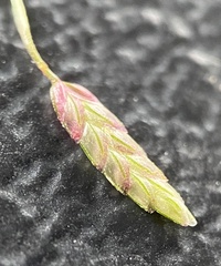 Eragrostis minor