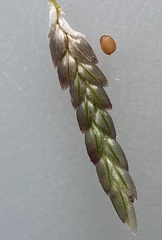 Eragrostis minor