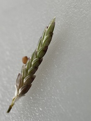 Eragrostis minor