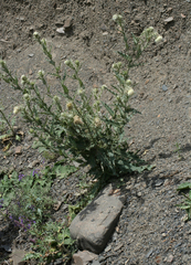 Cirsium echinus