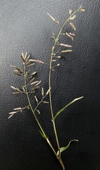Eragrostis minor