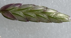 Eragrostis minor