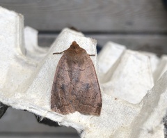 Epiglaea decliva