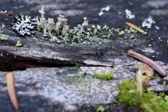 Cladonia botrytes