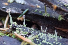 Cladonia botrytes