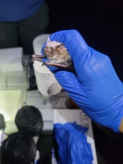 Myotis velifer