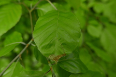 Orchestes fagi