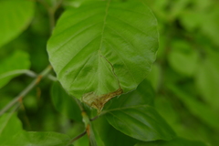 Orchestes fagi