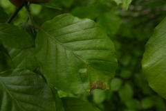 Orchestes fagi