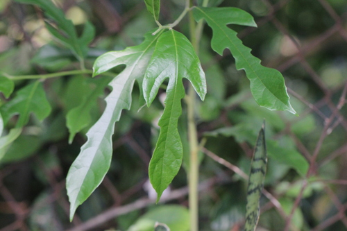 Image of Silver-Back Artocarpus (Artocarpus hypargyreus) by no rights reserved